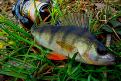 fishing-svityaz-e1513108944539